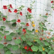 Podporna mreža za gojenje zelenjave in cvetja