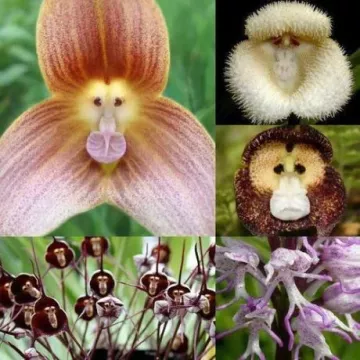 Semena opičích orchideí - 20 ks